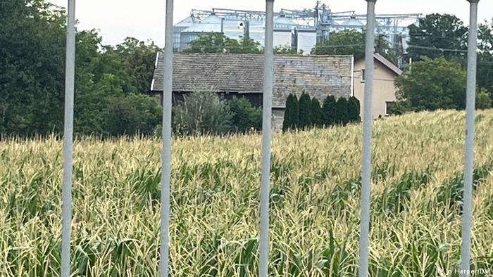 A field of corn with a silo in the background belonging to the SAN farmers cooperative in Laka, Poland