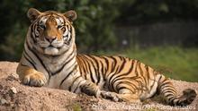 In this picture taken on August 25, 2017, a Siberian tiger sits in the Hengdaohezi Siberian Tiger Park in Hengdaohezi township on the outskirts of Mudanjiang.
While Chinese rangers and conservationists work to increase the Siberian tigers' population in the wild, the country also hosts about 200 captive tiger breeding centres, but many have been embroiled in controversy. Parks like Hengdaohezi have repeatedly come under fire from conservationists who accuse them of being tiger farms that breed the endangered cats for profit with no intention of returning them to the wild. / AFP PHOTO / Nicolas ASFOURI / TO GO WITH China-conservation-animal, FEATURE by Yanan WANG (Photo credit should read NICOLAS ASFOURI/AFP via Getty Images)