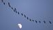 A row of birds is flying in the sky, the moon in the background A row of birds is flying in the sky, the moon in the background