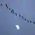 A row of birds is flying in the sky, the moon in the background