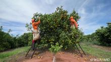 Dokumentation Saftige Geschäfte – Der Preis für unseren Orangensaft
Sendedatum: 08. September 2022
Thema: Blick hinter die Kulissen der Orangensaftindustrie Brasiliens
Beschreibung:
Brasilien liefert so viel Orangensaft wie kein anderes Land auf der Welt. Doch der Industrie werden Vorwürfe gemacht: Arbeiter und Arbeiterinnen würden ausgebeutet, ihre Gesundheit und Sicherheit gefährdet. Stimmt das und was steckt dahinter?
Fotograf: © WDR/ARD (Stills aus einer WDR-Doku)
Rechte: Verwendung nur im Zusammenhang mit dieser Dokumentation