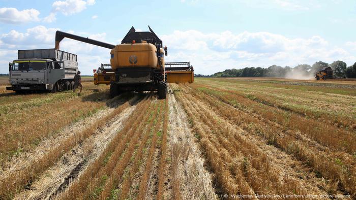 Ukrainian farmers harvest grain amidst the ongoing war