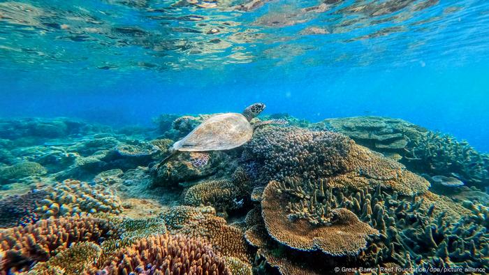Los corales parecen tener una forma de sortear esta barrera que parece permitirles romper esta regla evolutiva, afirman los investigadores.