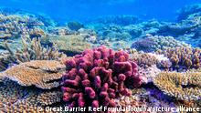 Korallen stehen auf Felsen des Great Barrier Reef vor Australien (Aufnahmedatum unbekannt). Immer mehr Korallenbänke mutieren zu einer Art unterseeischem Geisterwald. Statt sich in ihrer Farbenpracht gegenseitig zu übertrumpfen, verlieren die Nesseltiere plötzlich ihre Couleur und stehen fahl und weiß da. (zu dpa «Auf Messers Schneide»: Hat das Great Barrier Reef noch eine Zukunft?) +++ dpa-Bildfunk +++