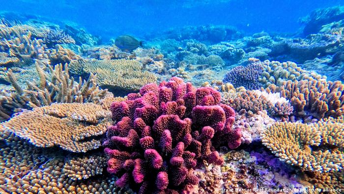 Todos los veranos el arrecife corre el riesgo de sufrir estrés térmico, blanqueamiento y potencialmente mortalidad, y nuestra comprensión de cómo responde el ecosistema a esto aún está en desarrollo, dijo Hardisty. 