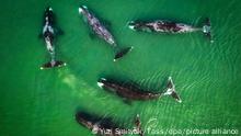 KHABAROVSK TERRITORY, RUSSIA - AUGUST 8, 2019: Orca whales in the Vrangel Bay off the Russian Pacific coast. Yuri Smityuk/TASS
