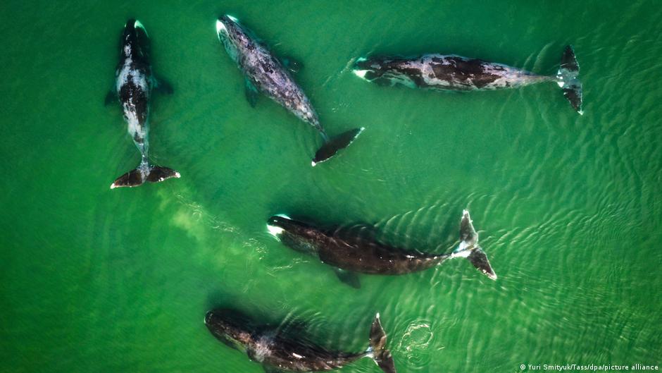 Killer whale moms may be feeding their sons into extinction – DW – 02/09/2023 - Vimarsana News