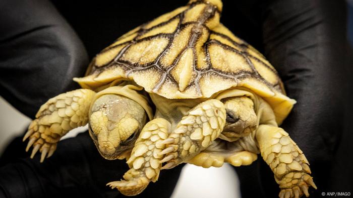 BdTD | Holland - Zweiköpfige Schildkröte