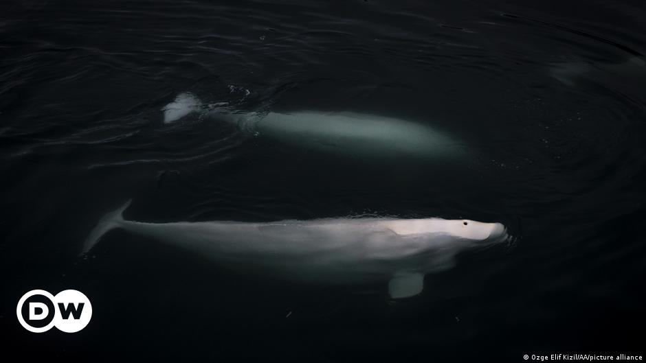 Frankreich: Befürchtungen um die Gesundheit eines in der Seine gesichteten Belugas |  Nachrichten |  DW
