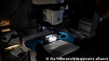 04.08.2022, Israel, Rehovot: Jacob (Yaqub) Hanna, Professor für Molekulargenetik, legt Proben in seinem Labor am Weizmann Institute of Science in Rehovot unter ein Mikroskop. Ein Team von Wissenschaftlern um Hanna am Weizmann-Institut ist es gelungen, weltweit erste «synthetischen Embryonen» aus Stammzellen von Mäusen zu entwickeln. Foto: Ilia Yefimovich/dpa +++ dpa-Bildfunk +++