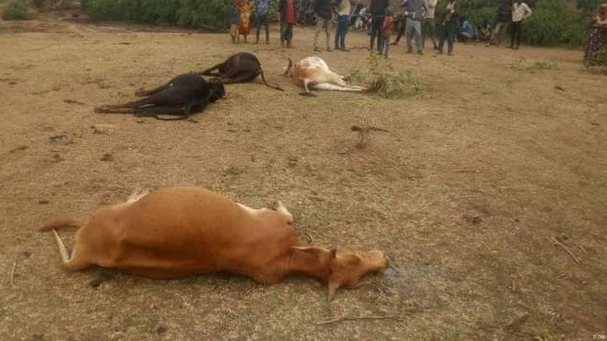 Climate-related drought and flooding in Ethiopia – DW – 08/16/2022 Climate-related drought and flooding in Ethiopia – DW – 08/16/2022