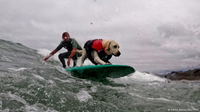 Un perro montado sobre una tabla de surf en medio de las olas, en California, junto a su dueño.