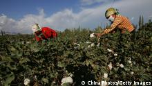 XINHE COUNTY, CHINA - SEPTEMBER 10: (CHINA OUT) Uigur women pick cotton in a field on September 10, 2007 in Xinhe County of Xinjiang Uygur Autonomous Region, China. Xinjiang's cotton production accounts for over 30 percent of the country's total output. Xinjiang has been noted in ancient times along the old silk road as a political and commercial centre. It is the hub of an important commercial region, bordering Russia, Afghanistan, Kazakhstan, Tajikistan, Kyrgyzstan and Uzbekistan with Pakistan to its south. (Photo by China Photos/Getty Images)