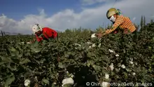 XINHE COUNTY, CHINA - SEPTEMBER 10: (CHINA OUT) Uigur women pick cotton in a field on September 10, 2007 in Xinhe County of Xinjiang Uygur Autonomous Region, China. Xinjiang's cotton production accounts for over 30 percent of the country's total output. Xinjiang has been noted in ancient times along the old silk road as a political and commercial centre. It is the hub of an important commercial region, bordering Russia, Afghanistan, Kazakhstan, Tajikistan, Kyrgyzstan and Uzbekistan with Pakistan to its south. (Photo by China Photos/Getty Images)