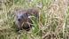 Igel im Gras blickt in die Kamera, Deutschland, Baden-Württemberg Igel im Gras blickt in die Kamera, Deutschland, Baden-Württemberg
