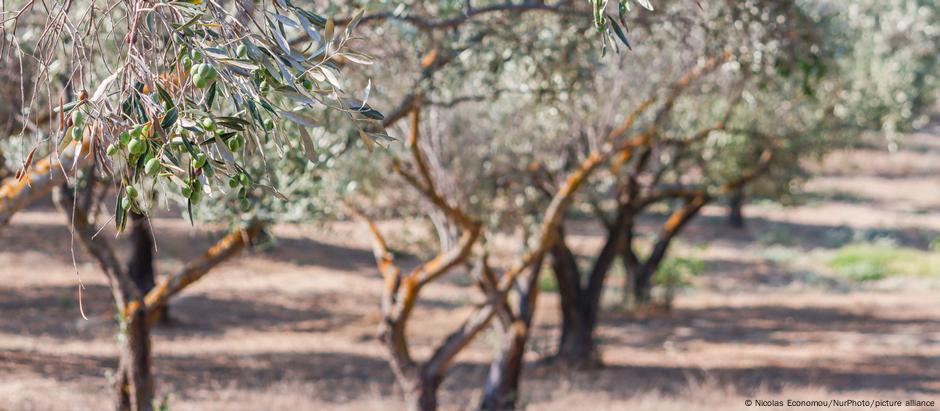 Las malas cosechas en el sector no solo son altas en Grecia, donde la escasez de agua es menos común.