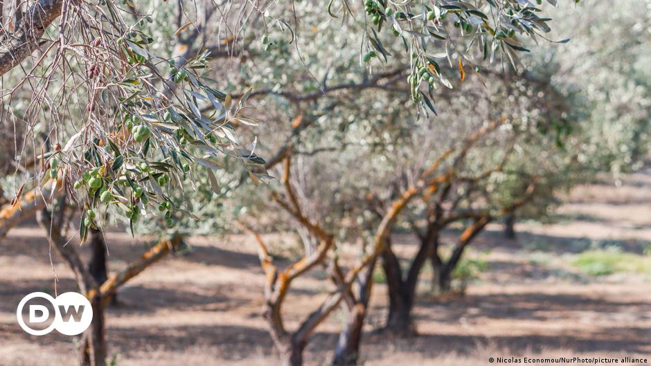 Olivenbäume in Gefahr: Dürre in Spanien treibt Preise