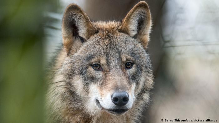 A wolf pictured in a Swiss natural reserve