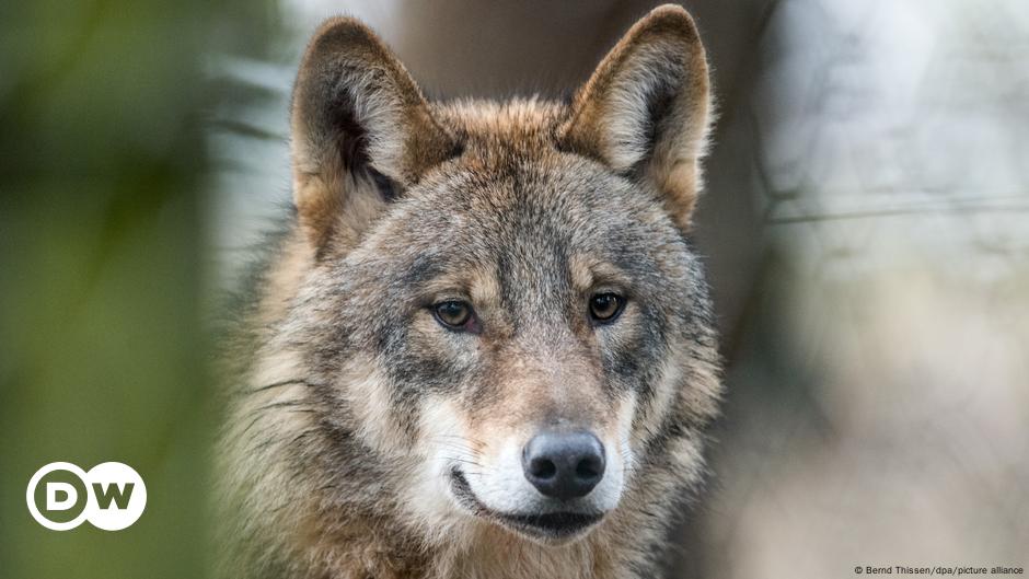 Klima und Biodiversität: Warum einige Arten besonders wichtig sind