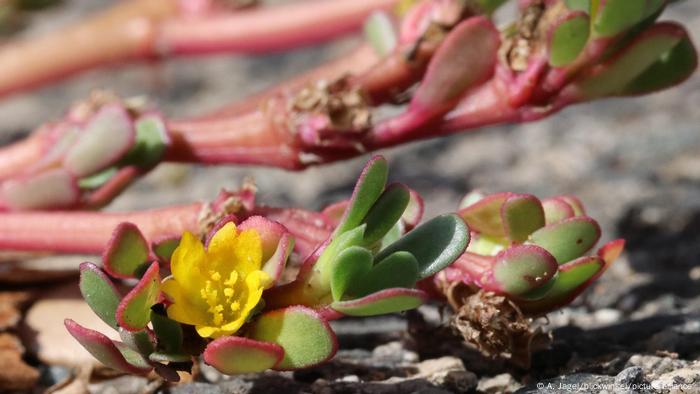 Portulak, Burzelkraut, Portulaca oleracea, common purslane, green purslane