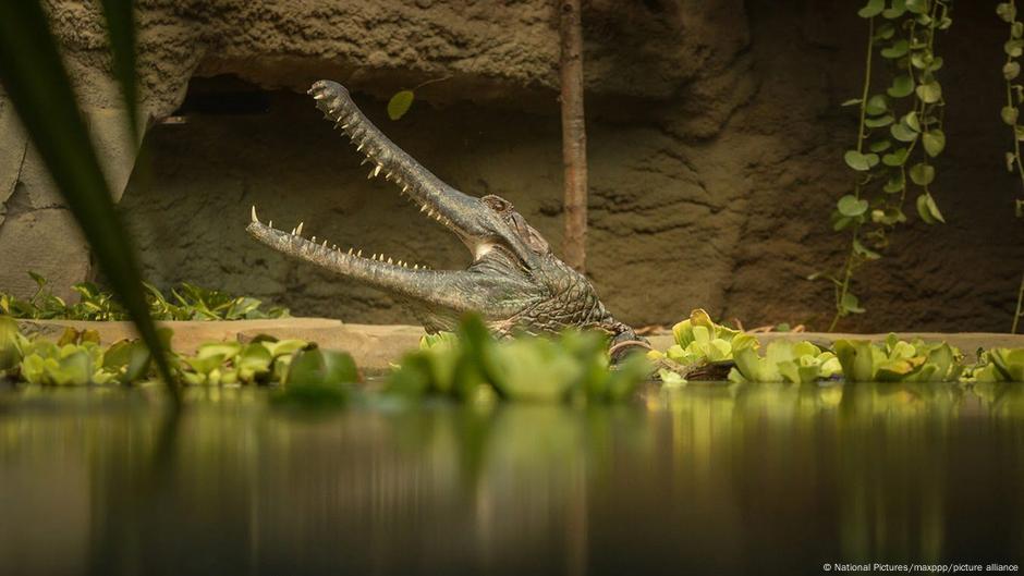 Exhibición de bolso de piel en zoo de Londres se hace viral