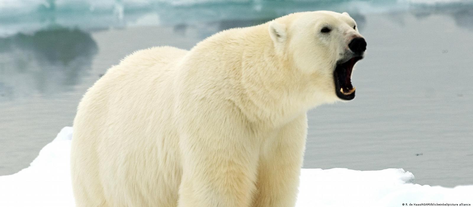 Polar bear killed after hurting tourist – DW – 08/09/2022