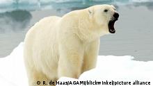 A Polar bear standing on ice and yawning in Norway