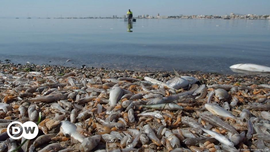 España otorga estatus de persona a laguna muy contaminada |  Noticias |  DW