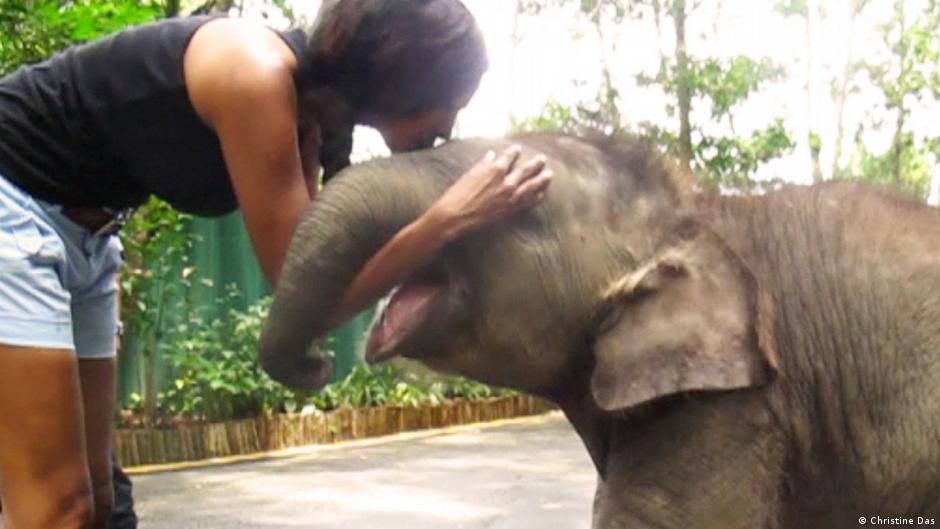 A woman dressed in a dark top and short shorts kisses the head of an elephant calf