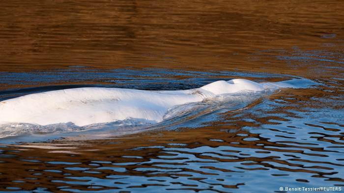 A pesar de que la beluga macho pesa alrededor de 800 kilos, está muy delgada porque ya casi no se alimentaba.