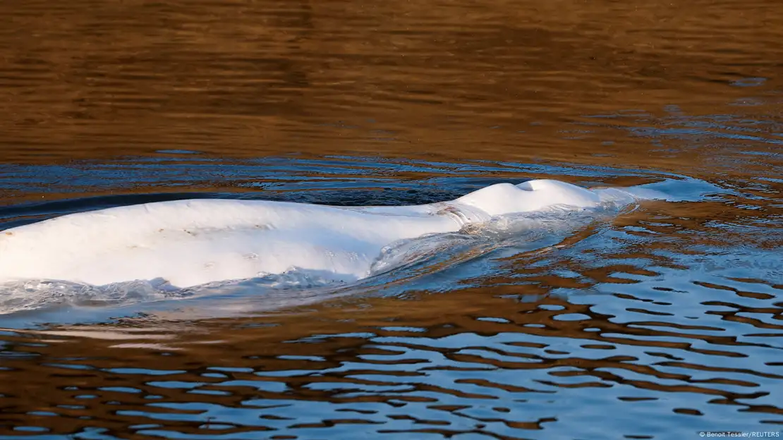 Trapped beluga whale lifted out of Seine hours before death