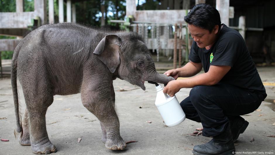 An orphaned elephant calf being fed milk by a human carer