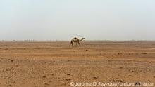 30.05.2018, Niger, Tenere: Ein Kamel geht durch die nigrische Wüste von Tenere in der südlich-zentralen Region der Sahara. Algerien geht mit zunehmender Härte gegen illegal Eingewanderte aus dem südlichen Afrika vor: Sie werden zu Tausenden außer Landes gebracht und in der Wüste an der Grenze zu Niger ausgesetzt. Wie viele Menschen dabei umkommen, ist nicht bekannt. Foto: Jerome Delay/AP/dpa +++ dpa-Bildfunk +++