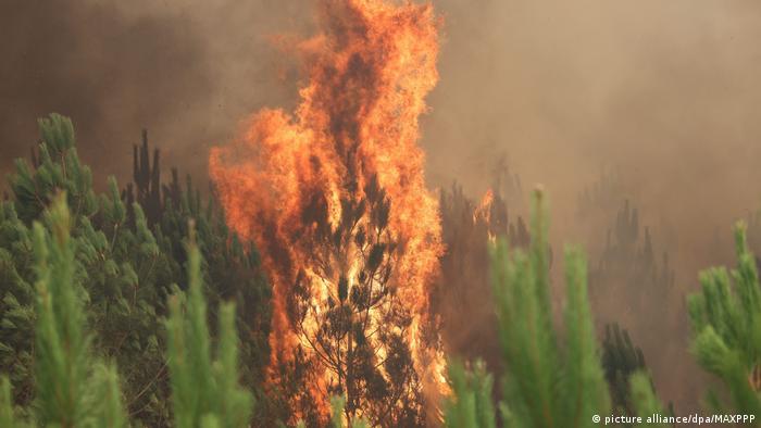 Flames burning in a forest