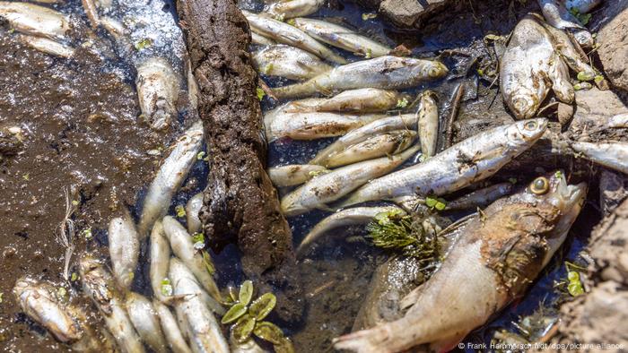 Brandenburg Fischsterben in der Oder