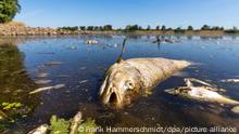 Mysteriöses Fischsterben in der Oder: Klimawandel oder Giftabfälle?