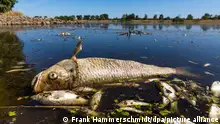 Ein verendeter Döbel und andere tote Fische schwimmen in der Oder bei Brieskow-Finkenheerd. In der Oder ist es zu einem massiven Fischsterben gekommen. Behörden in Brandenburg warnen davor, das Flusswasser zu nutzen oder in Kontakt damit zu kommen. +++ dpa-Bildfunk +++
