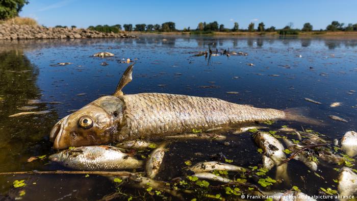 Brandenburg Fischsterben in der Oder