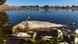 Brandenburg Fischsterben in der Oder Brandenburg Fischsterben in der Oder