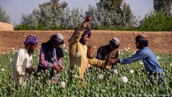 Afghanistan Kandahar | Opium