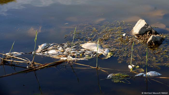 Fischsterben in der Oder