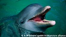 Bottlenose Dolphin / (Tursiops truncatus) / Grosser Tuemmler / Grosser Tümmler, Karibik, Caribbean