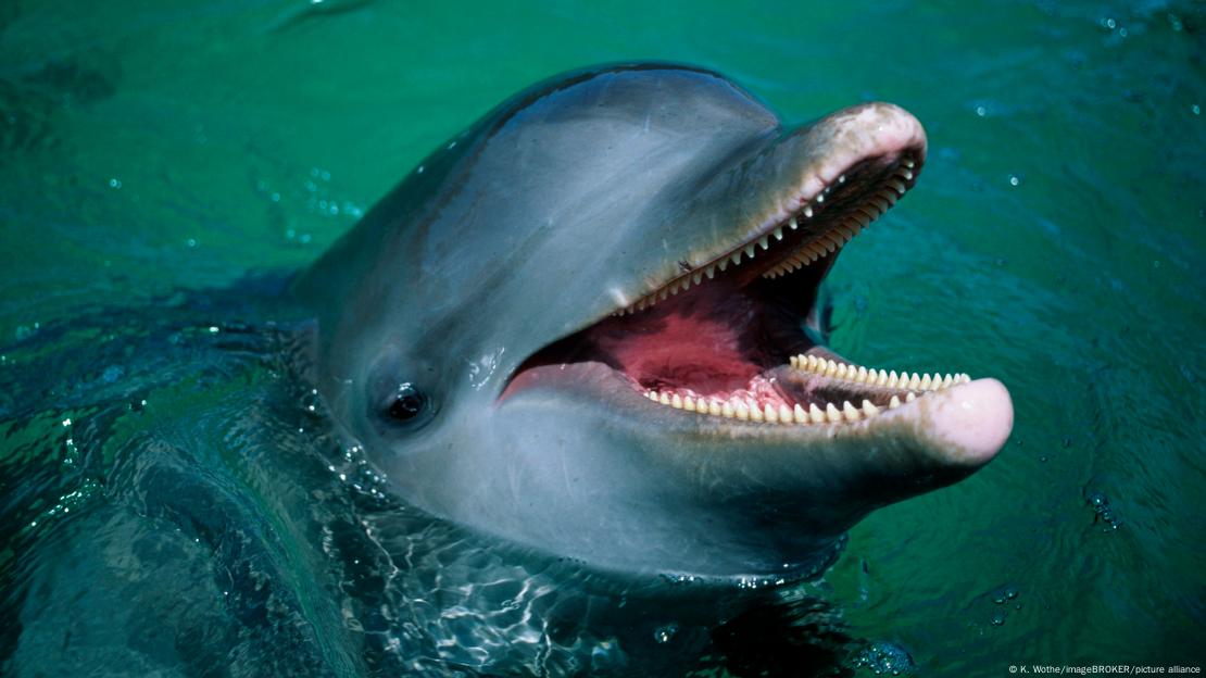 Dolphin with open mouth