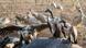 A group of vultures pictured in Kruger National Park, South Africa A group of vultures pictured in Kruger National Park, South Africa