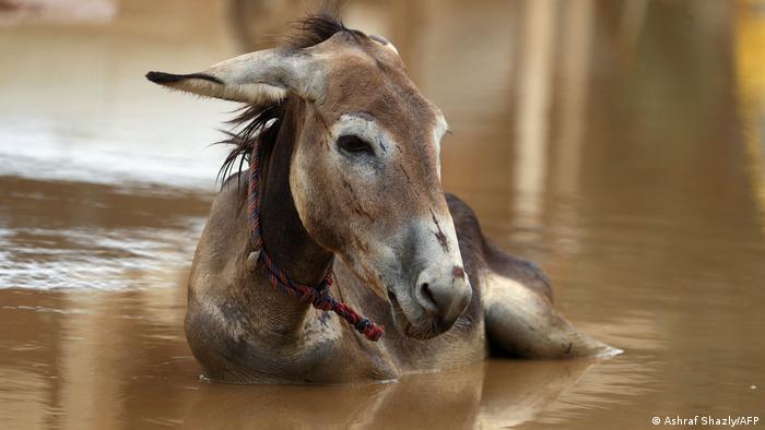 I dok se dijelovi svijeta nenavikli na dugotrajne vrućine kuvaju ili isušuju u Sudanu padaju neobično jake kiše. Čini se da ovom magarcu to ne smeta...