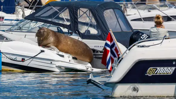 Morsa é sacrificada na Noruega - Diário Atlantikos