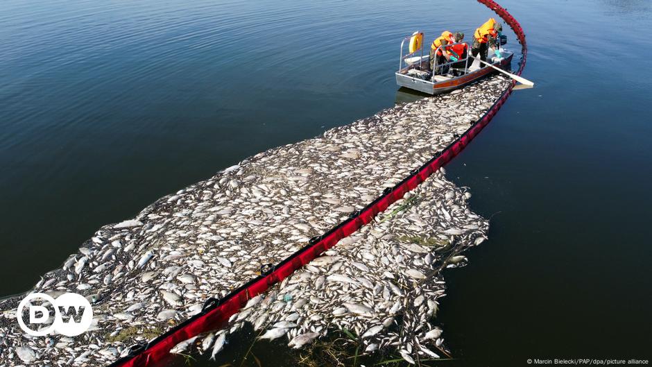 Can Poland save the Oder River from toxic algae blooms?