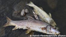 Śnięte ryby w Odrze. W Niemczech to nie pierwszy przypadek 