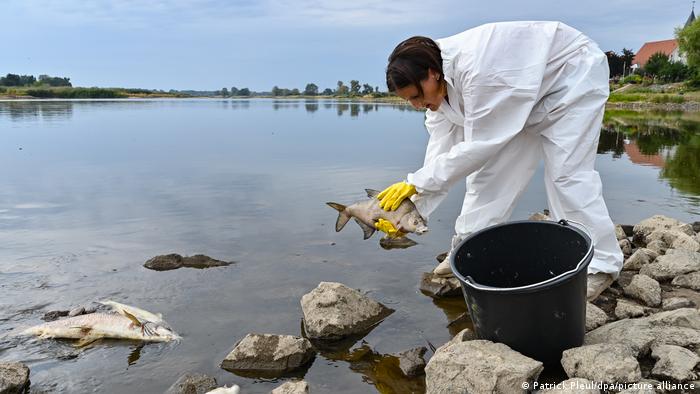 Žena vadi uginule ribe iz Odre