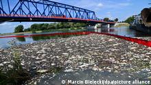 Peces muertos en aguas del río Oder